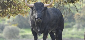 La importancia del toro