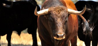 Brigada, el toro que murió dos veces en Las Ventas